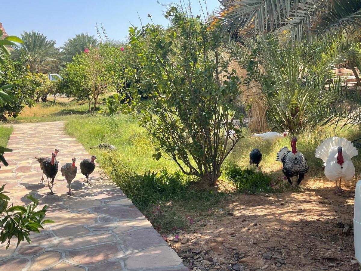 Rural Tents Naseem الخيمةالريفيةalouzaib Al Ula Eksteriør bilde