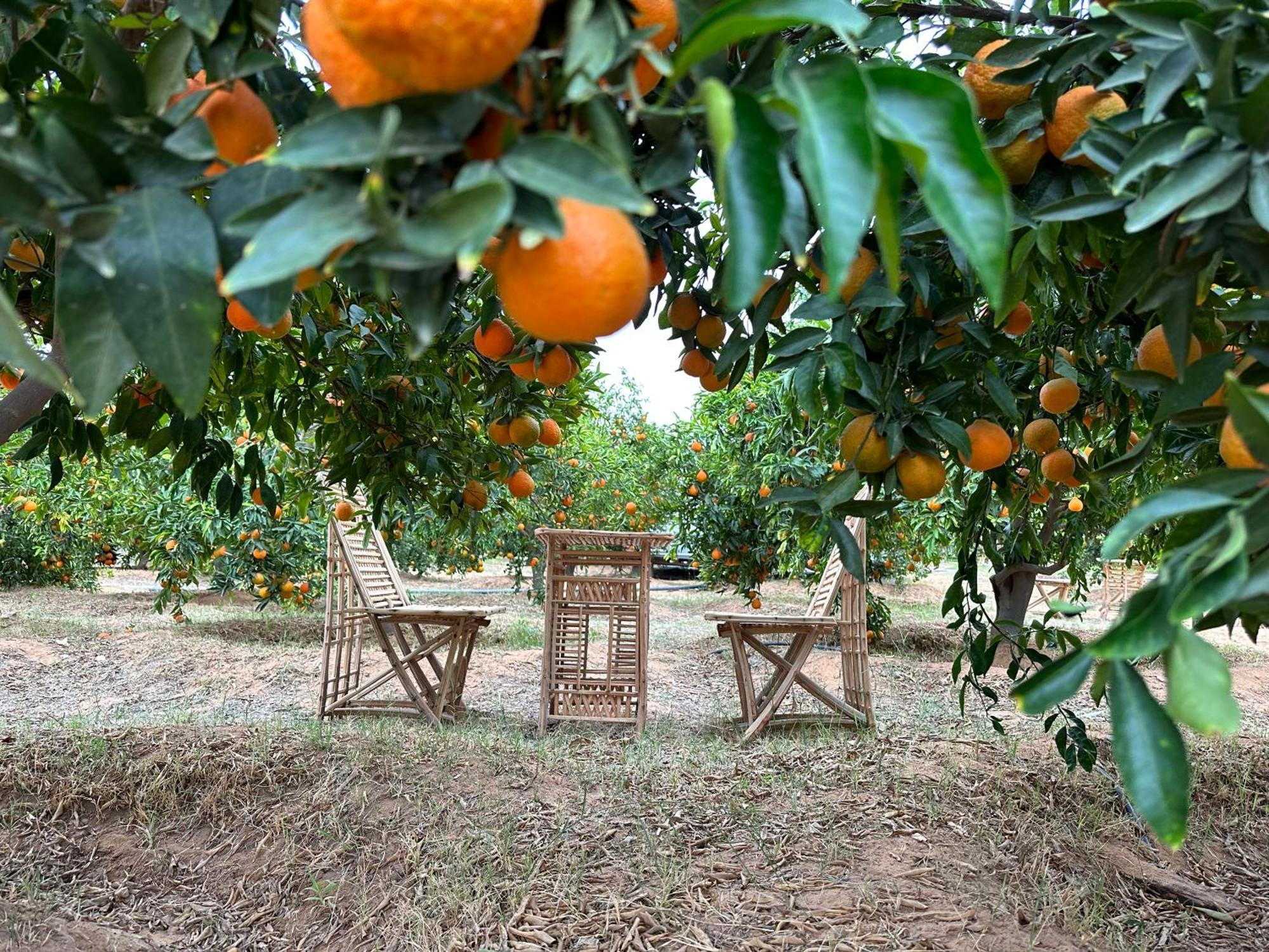 Rural Tents Naseem الخيمةالريفيةalouzaib Al Ula Eksteriør bilde